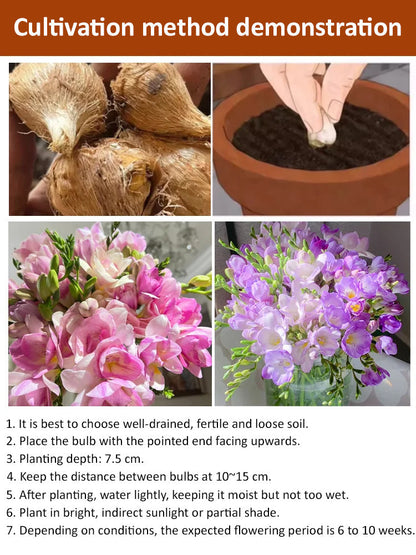 【Four-Season Blooming】Perfume Snow Orchid Seeds