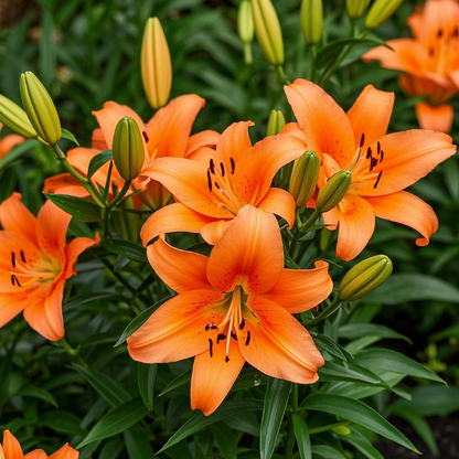 🌺Fresh Sweet Perfume Lily Bulbs