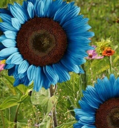Vibrant Blue Sunflower Seeds