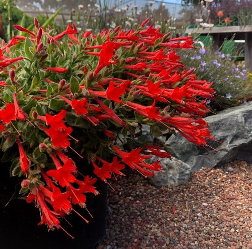 🔥🐦"Hummingbird Carpet"🌸Epilobium garrettii – Rainbow Color Burst 🌈