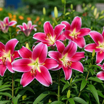 🌺Fresh Sweet Perfume Lily Bulbs