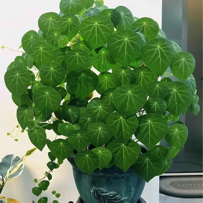 ✨💚Air-Purifying Green Plants🌿Mountain Tortoise
