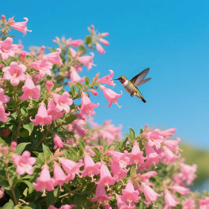🔥🐦"Hummingbird Carpet"🌸Epilobium garrettii – Rainbow Color Burst 🌈