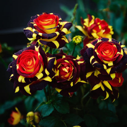 ❄️Rose Seeds – 'Ice Fire Bird' Variety