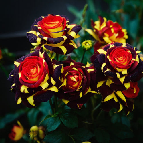 ❄️Rose Seeds – 'Ice Fire Bird' Variety