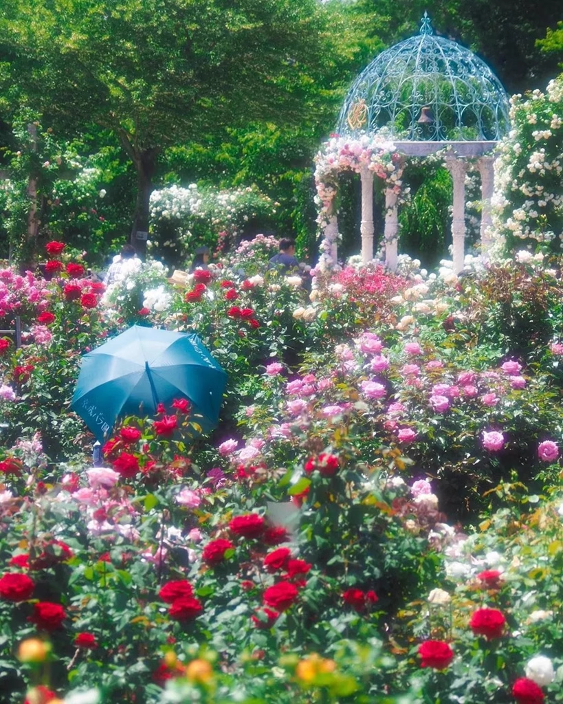 💐Mixed Color Rose Blend Seeds