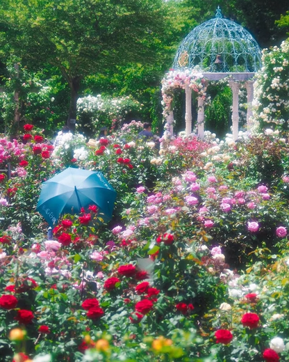 💐Mixed Color Rose Blend Seeds