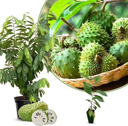 🏆Flash Sale⚡Almost Gone-💥🌸 Organic Soursop (Graviola) – Non-GMO Heirloom Tropical Fruit Variety