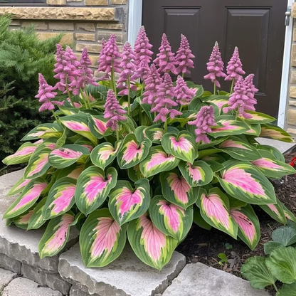 🌟Spring & Winter Growing🍃Premium Rare Hosta Seeds🌿Ideal for Cut Flowers【98% Germination Rate】