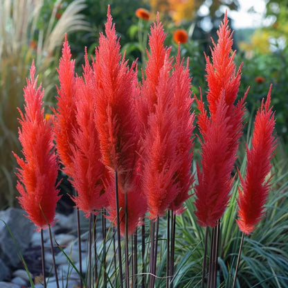 🔥Garden Essentials🌾Ornamental Pampas Grass Perennial Seeds🌱