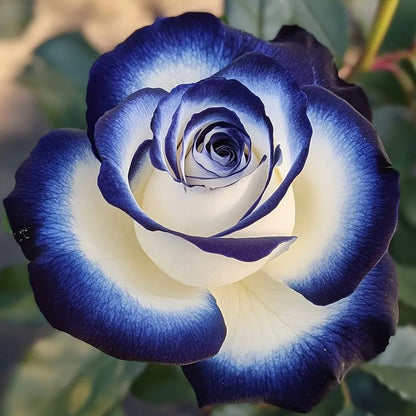 🌌Rare Blue Moon Rose 🌈Multi-Colored Petal Lace Rose
