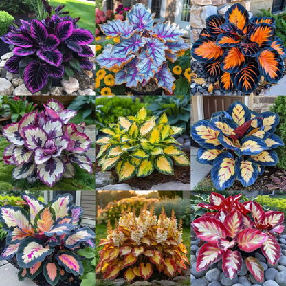 🌿Rare Hosta Seeds – Add Color Variety to Your Space