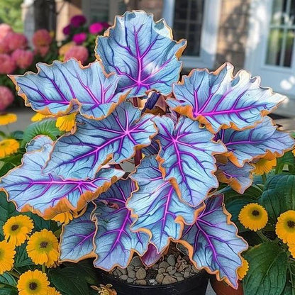 🌿Rare Hosta Seeds – Add Color Variety to Your Space