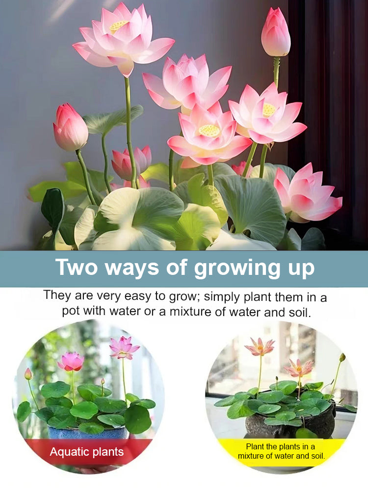 【Blooms Even at -20℃】🪷 Winter Ornamental Hydroponic Lotus Seeds – Up to 99% Survival Rate!