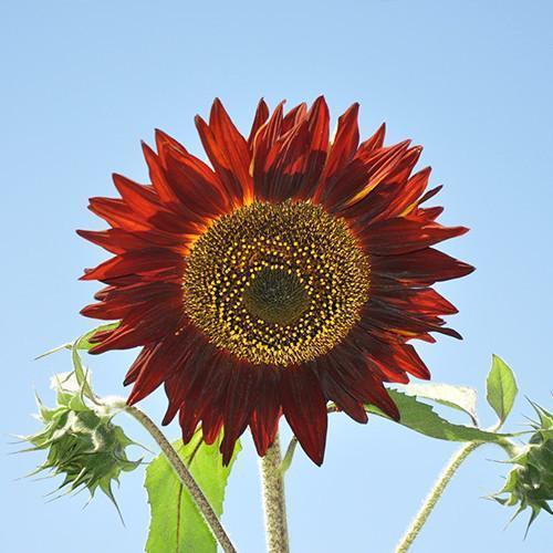 🌻 Colorful Sunflower Mix Seeds ✨ Grow a Bright, Vibrant Garden Easily