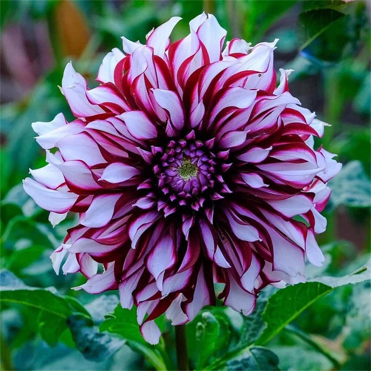 Rare Double Dahlias – Bold Blooms for Extraordinary Gardens
