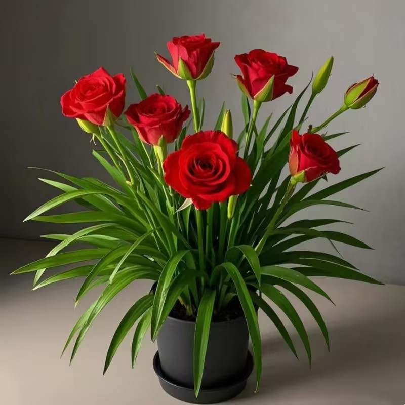 🌹Rose Bulbs for Pots