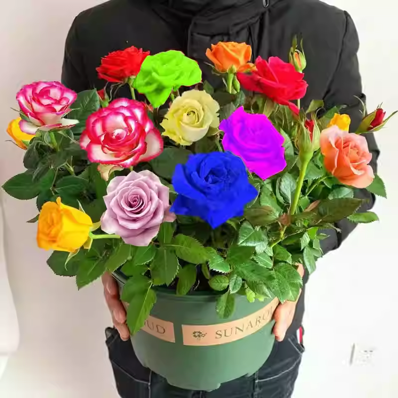 💐Mixed Color Rose Blend Seeds