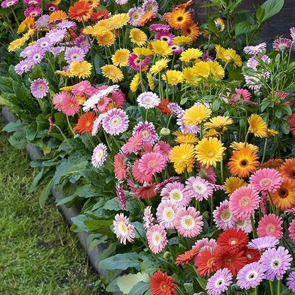 🌼 Heat-Resistant Gerbera Seeds – Bold Color, Made for Hot Climates