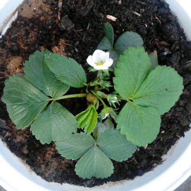 Rare Milk Strawberry Seeds – 1 Bag
