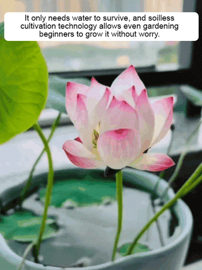 【Blooms Even at -20℃】🪷 Winter Ornamental Hydroponic Lotus Seeds – Up to 99% Survival Rate!