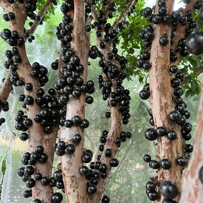 🌳🍇 Jaboticaba Heirloom Tree Seeds – Grapes That Grow on Trees!