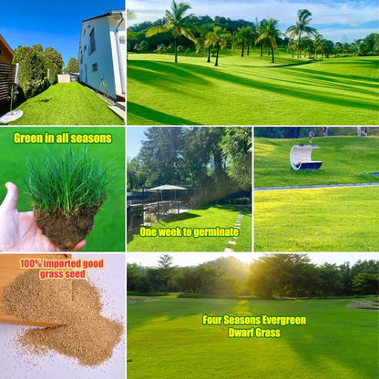 🌱 Evergreen Dwarf Grass for Four Seasons | Create Your Perfect Lawn