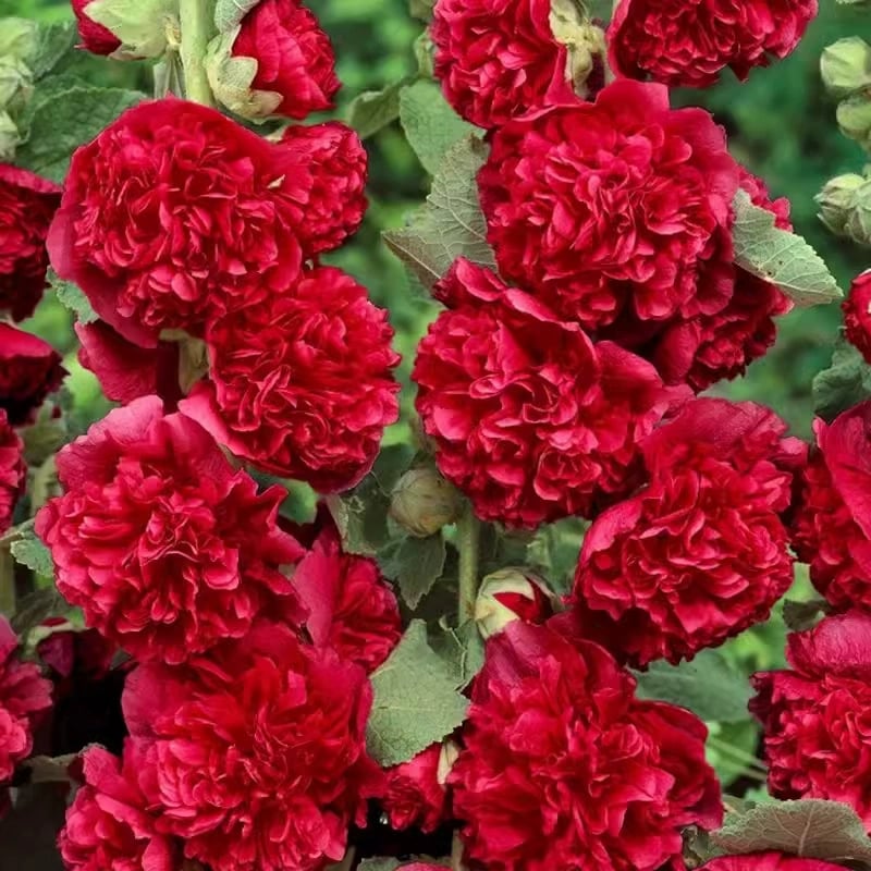 🌺Double Hollyhock Seeds – Fall & Winter Sowing, Perennial Flowers & Stunning Garden Elegance🍂
