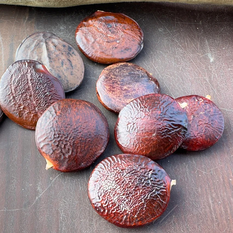 🌈🏠Wisteria Seeds – Create a Beautiful Space & Illuminate Hope💜🌼