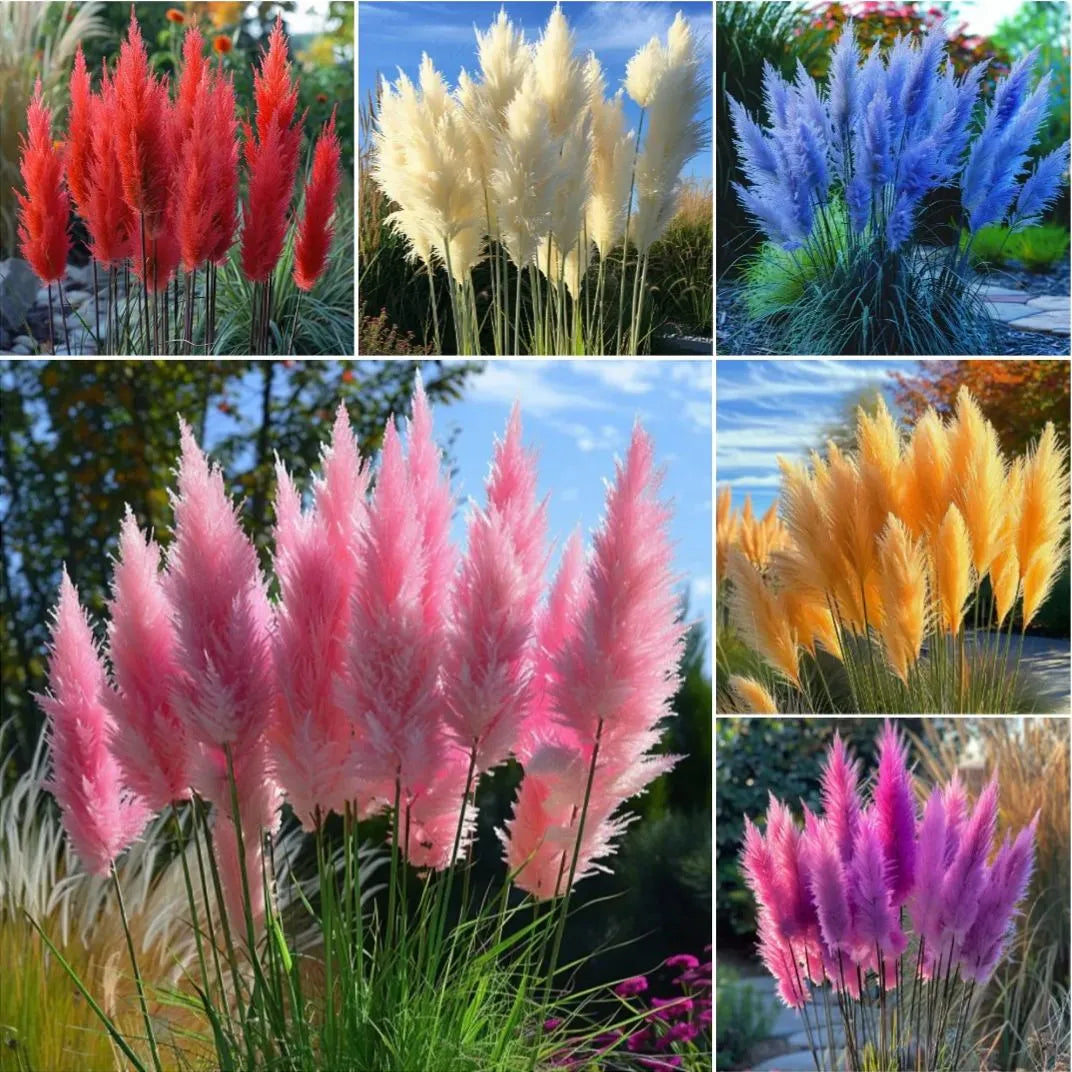 🔥Garden Essentials🌾Ornamental Pampas Grass Perennial Seeds🌱