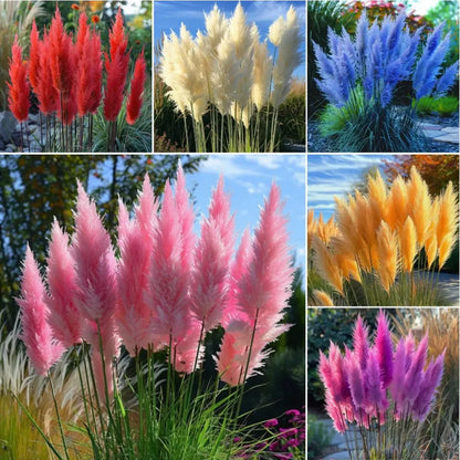 🔥Garden Essentials🌾Ornamental Pampas Grass Perennial Seeds🌱