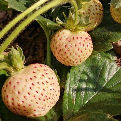 Rare Milk Strawberry Seeds – 1 Bag