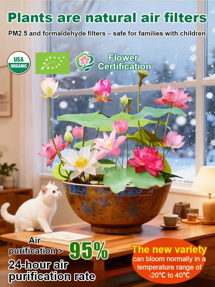 【Blooms Even at -20℃】🪷 Winter Ornamental Hydroponic Lotus Seeds – Up to 99% Survival Rate!
