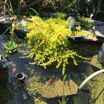 🌈Golden Leaf Sedge – Wonderful Yellow-Green Ground Cover Plant✨
