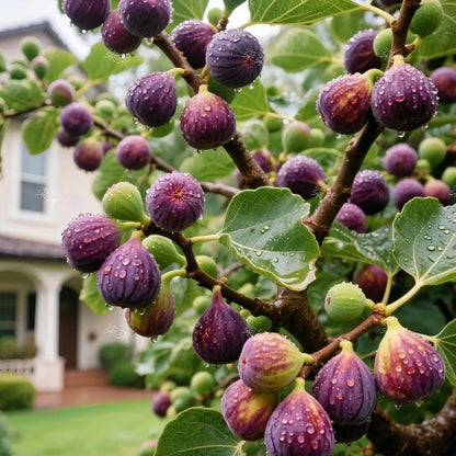 🏆 Over 65,000 Sold! 🌿 Ficus Carica Seeds – Easy to Grow at Home on Your Balcony or Terrace