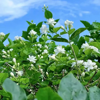 🌸 Jasmine Potted Plant – LAST DAY 49% OFF Promotion