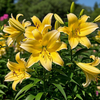 🌺Fresh Sweet Perfume Lily Bulbs