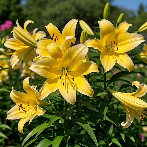 🌺Fresh Sweet Perfume Lily Bulbs