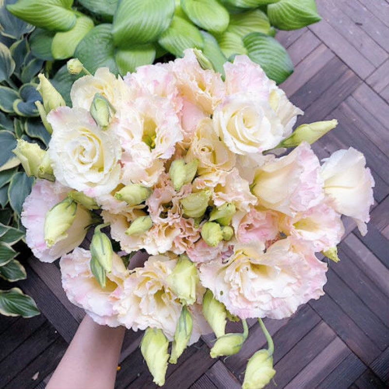 🌼Lisianthus Seeds – Perennial & Long-Flowering