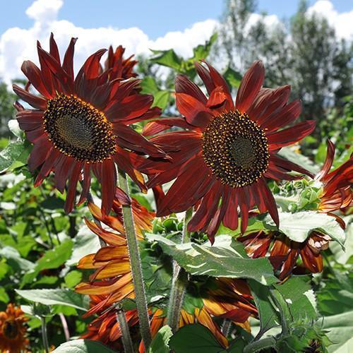 🌻 Colorful Sunflower Mix Seeds ✨ Grow a Bright, Vibrant Garden Easily