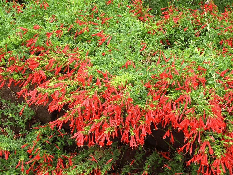 🔥🐦"Hummingbird Carpet"🌸Epilobium garrettii – Rainbow Color Burst 🌈