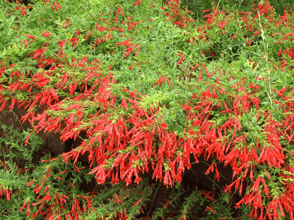 🔥🐦"Hummingbird Carpet"🌸Epilobium garrettii – Rainbow Color Burst 🌈