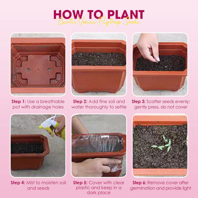 🌱[Amazing Venus Flytrap Seeds]—Grow Your Own Mini Carnivorous Plant!😱🌿