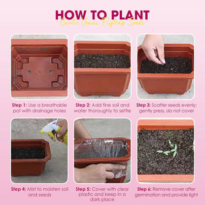 🌱[Amazing Venus Flytrap Seeds]—Grow Your Own Mini Carnivorous Plant!😱🌿