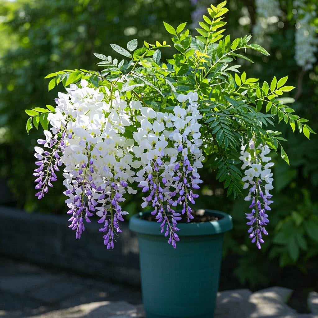 🌈🏠Wisteria Seeds – Create a Beautiful Space & Illuminate Hope💜🌼