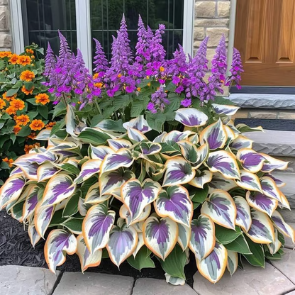 🌟Spring & Winter Growing🍃Premium Rare Hosta Seeds🌿Ideal for Cut Flowers【98% Germination Rate】