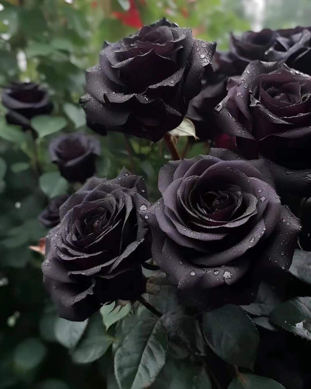 Rare Black Rose Seeds for Planting, Heirloom, Non-GMO 200+ Beautiful Flower Seeds for Home Garden Bonsai