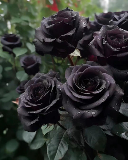 Rare Black Rose Seeds for Planting, Heirloom, Non-GMO 200+ Beautiful Flower Seeds for Home Garden Bonsai