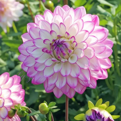 Rare Double Dahlias – Bold Blooms for Extraordinary Gardens