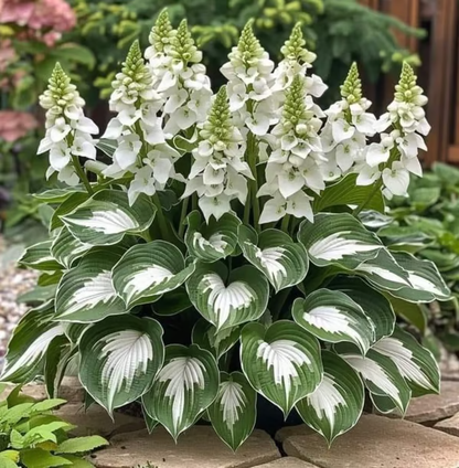 🌟Spring & Winter Growing🍃Premium Rare Hosta Seeds🌿Ideal for Cut Flowers【98% Germination Rate】